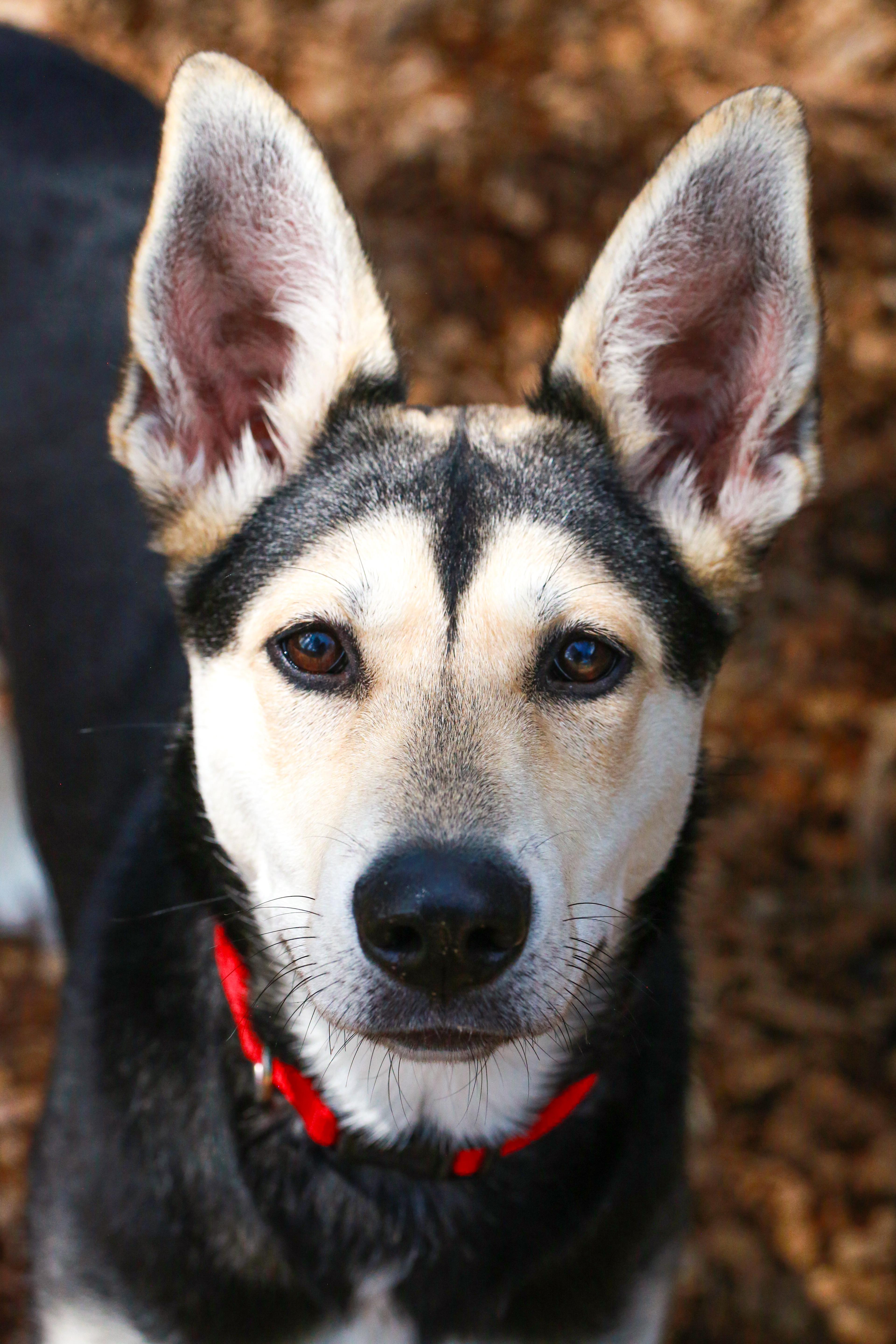 Enlarge Spirit- Sweetheart, a ADOPTABLE mixed breed in Grass Valley, CA image 1/6