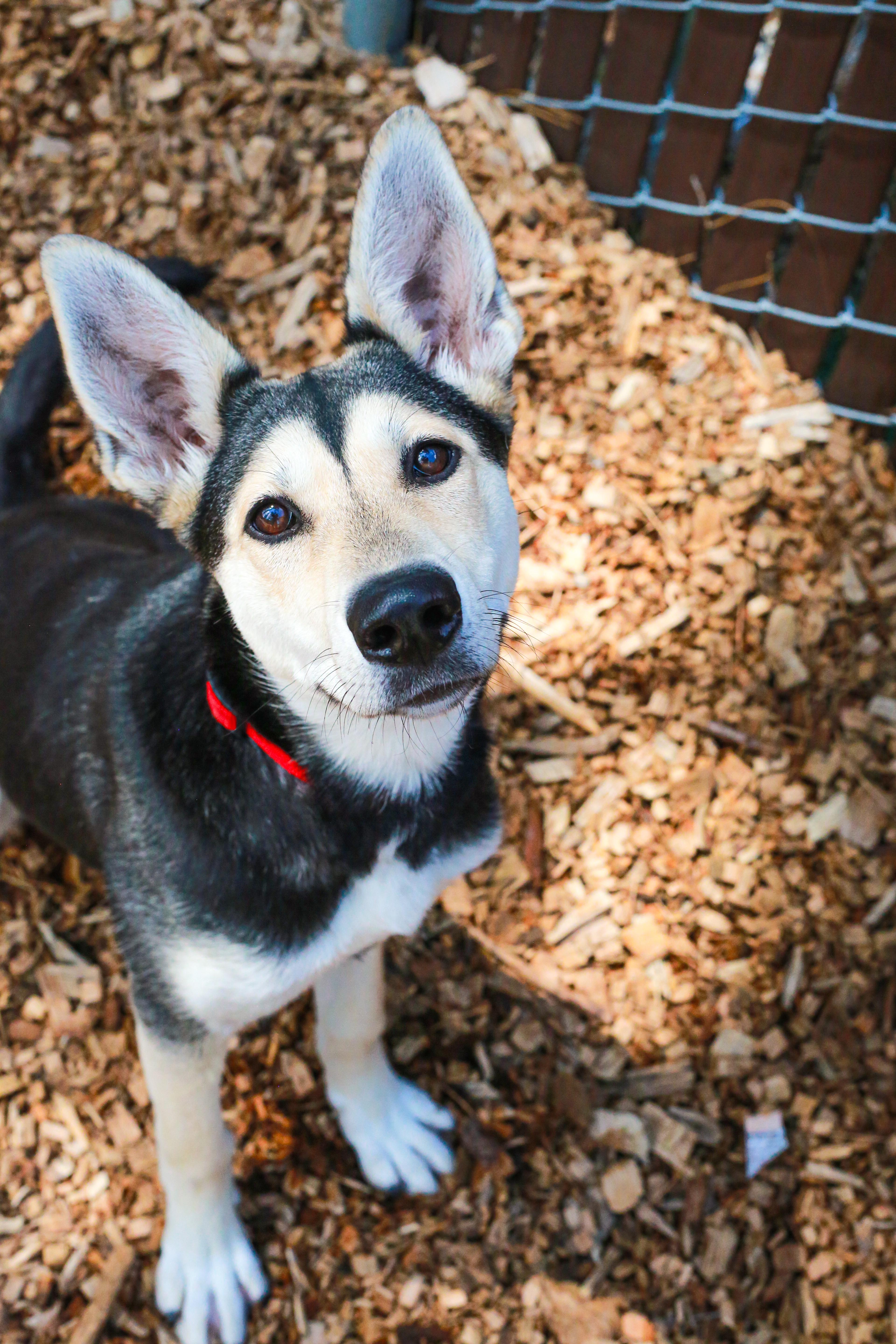 Enlarge Spirit- Sweetheart, a ADOPTABLE mixed breed in Grass Valley, CA image 2/6