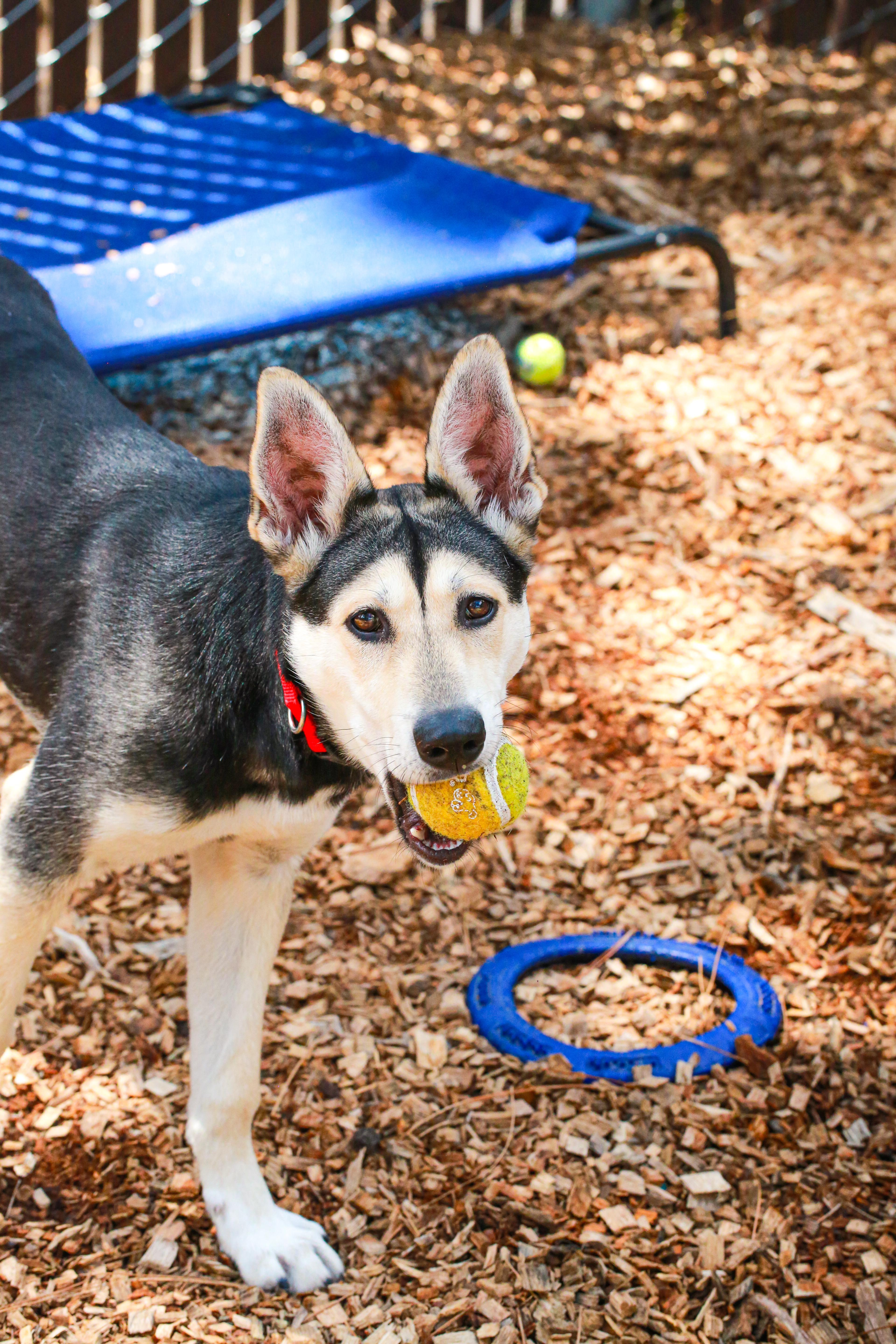 Enlarge Spirit- Sweetheart, a ADOPTABLE mixed breed in Grass Valley, CA image 5/6