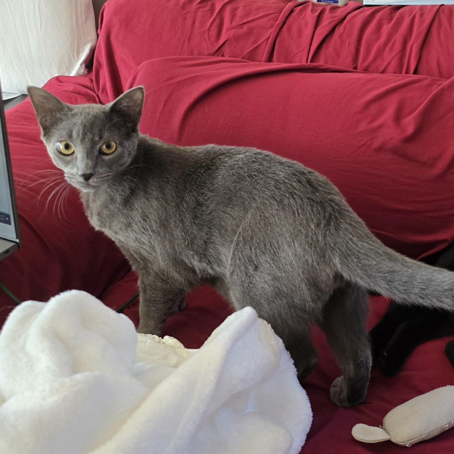 Enlarge Dorian, a Adoptable mixed breed in Woodbridge, NJ image 2/6