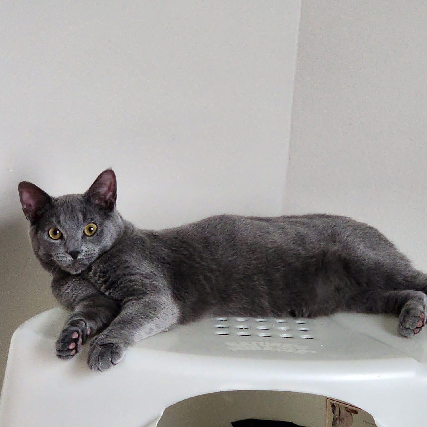 Enlarge Dorian, a Adoptable mixed breed in Woodbridge, NJ image 3/6