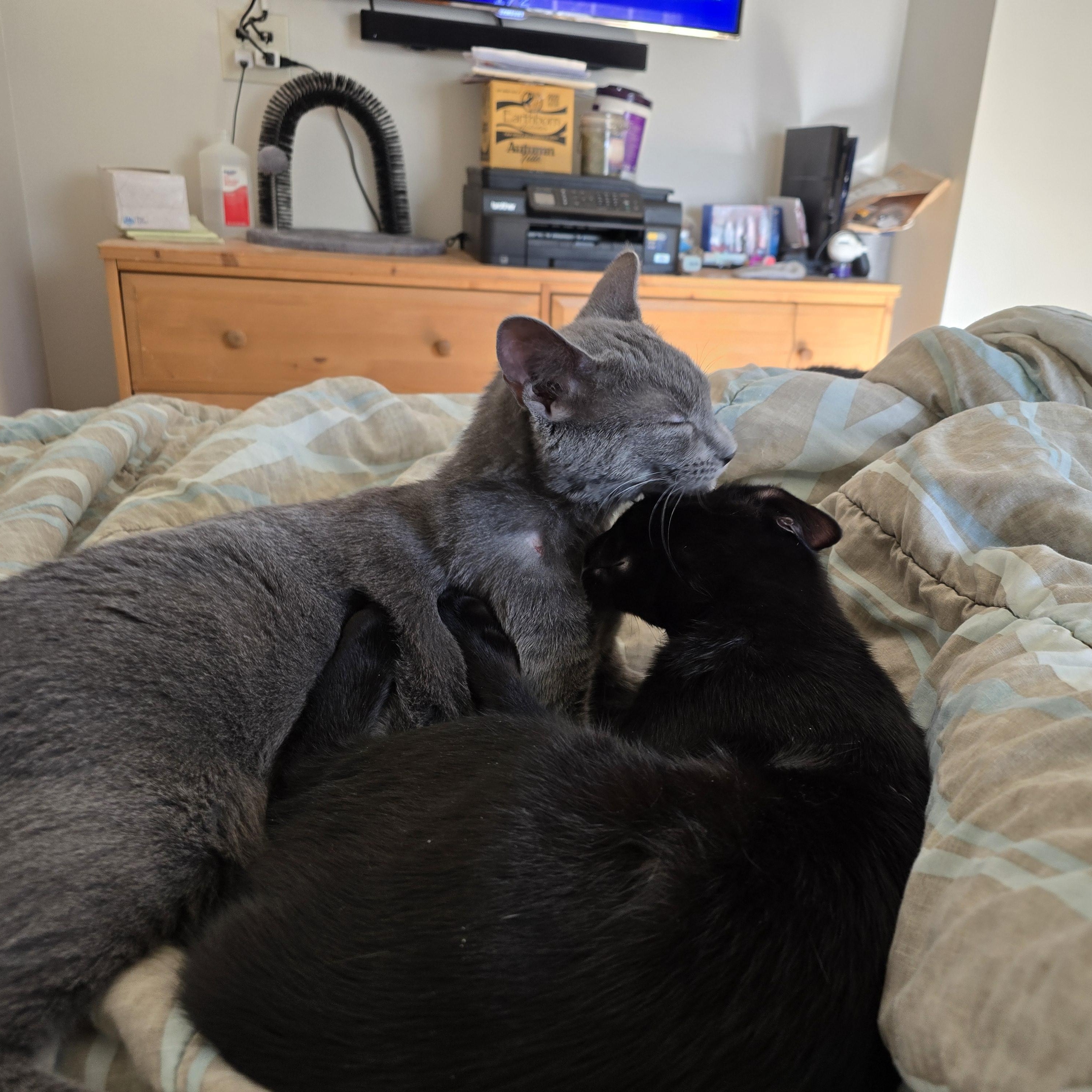 Enlarge Dorian, a Adoptable mixed breed in Woodbridge, NJ image 4/6