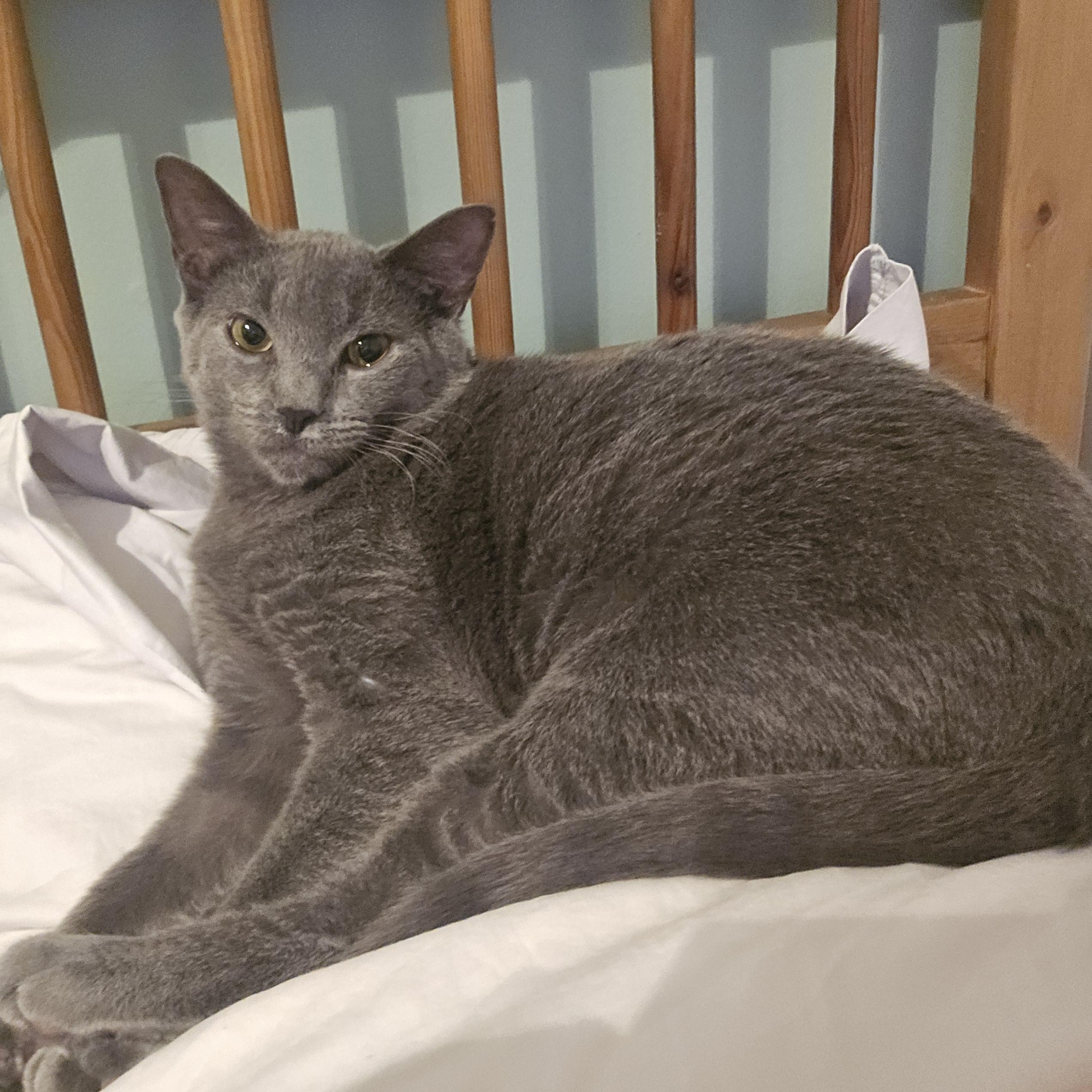 Enlarge Dorian, a Adoptable mixed breed in Woodbridge, NJ image 5/6