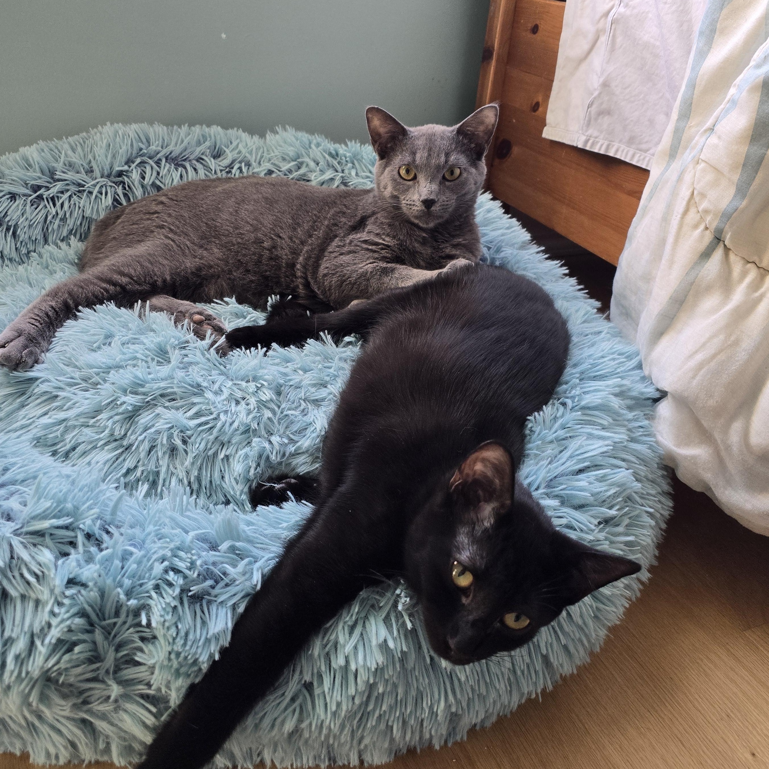 Enlarge Dorian, a Adoptable mixed breed in Woodbridge, NJ image 6/6