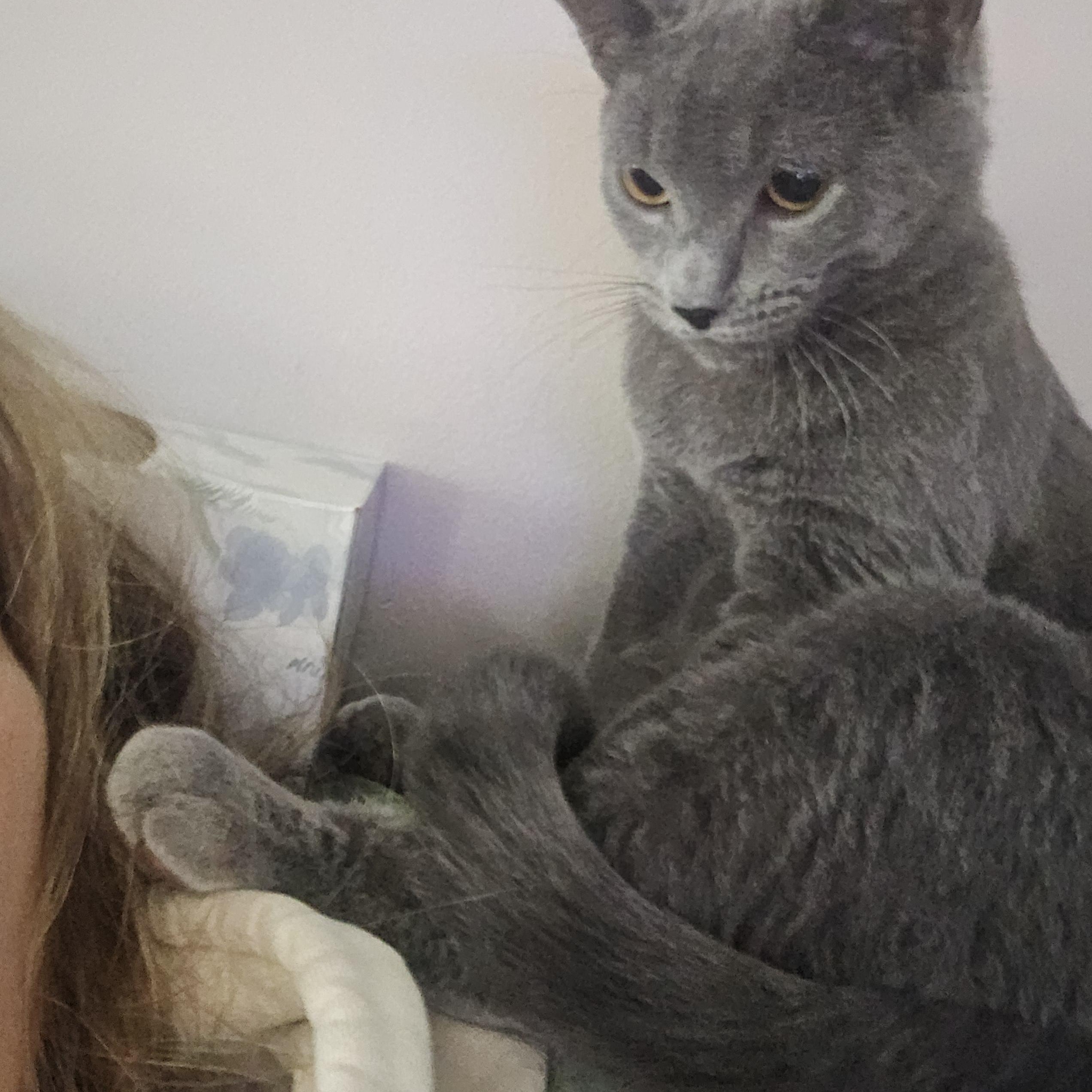 Dorian, Adoptable, Young Male Russian Blue & Domestic Short Hair.