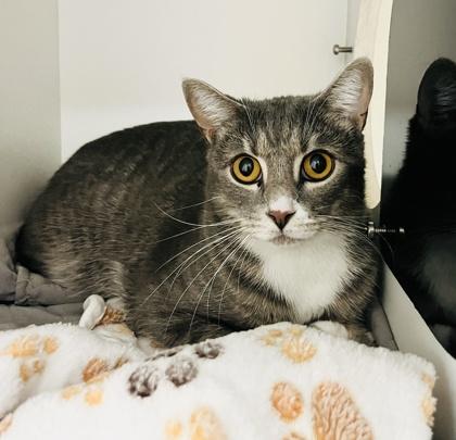 Enlarge Kali (Pounce Cat Cafe), a Adoptable mixed breed in Savannah, GA image 1/3