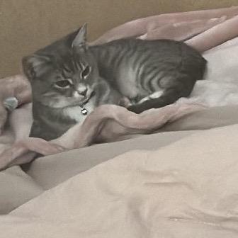 Enlarge Kali (Pounce Cat Cafe), a Adoptable mixed breed in Savannah, GA image 2/3