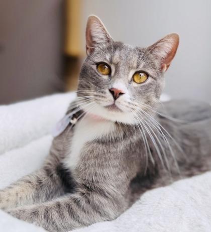 Enlarge Kali (Pounce Cat Cafe), a Adoptable mixed breed in Savannah, GA image 3/3