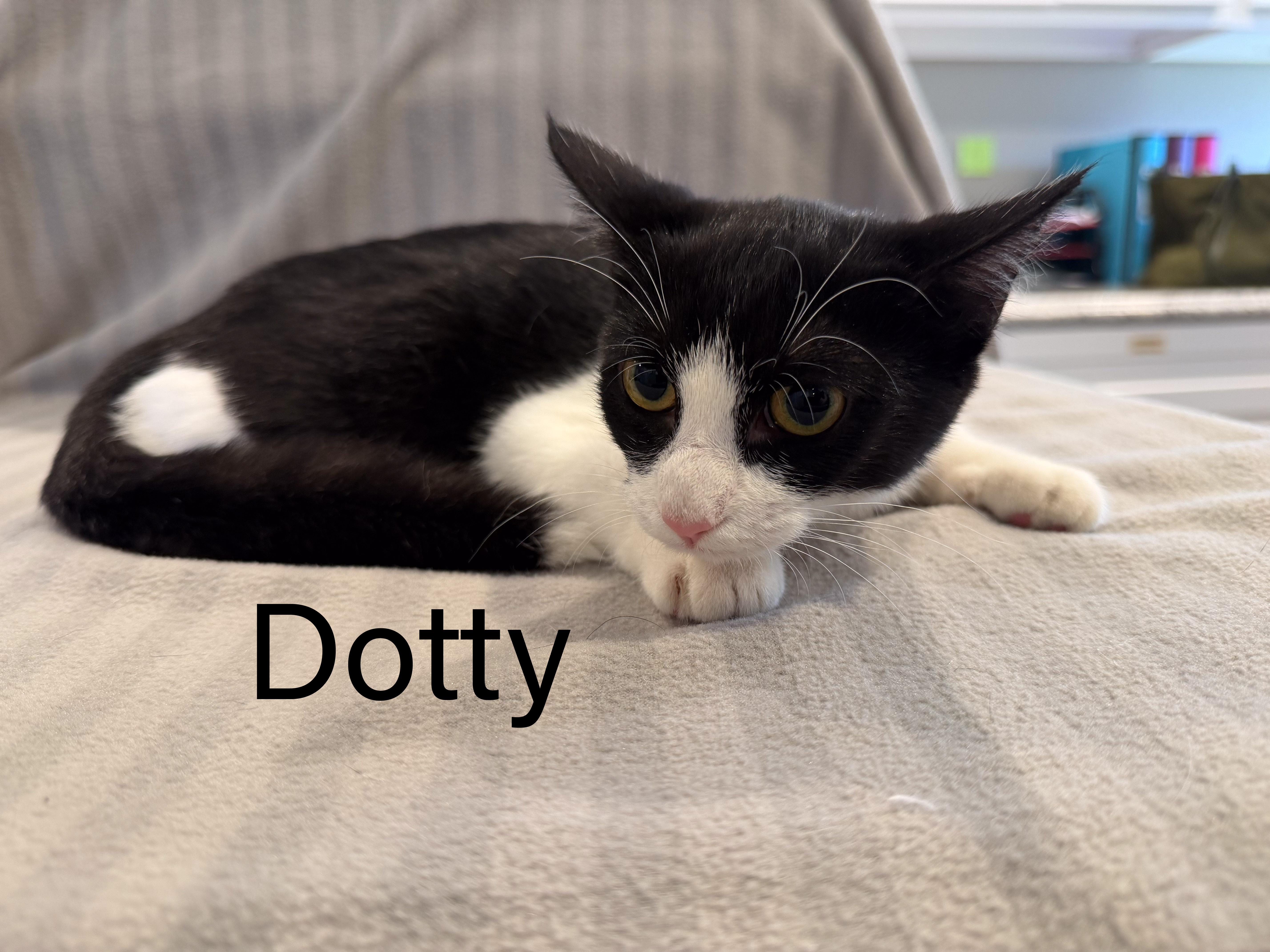 Enlarge Dotty, a Adoptable Domestic Short Hair in Bloomsdale, MO image 1/1