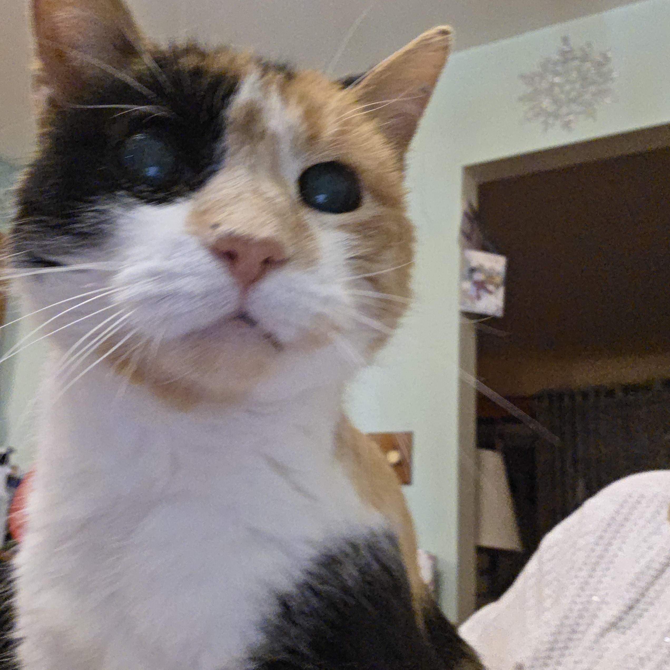 Enlarge Helen, a ADOPTABLE mixed breed in Schenectady, NY image 5/5