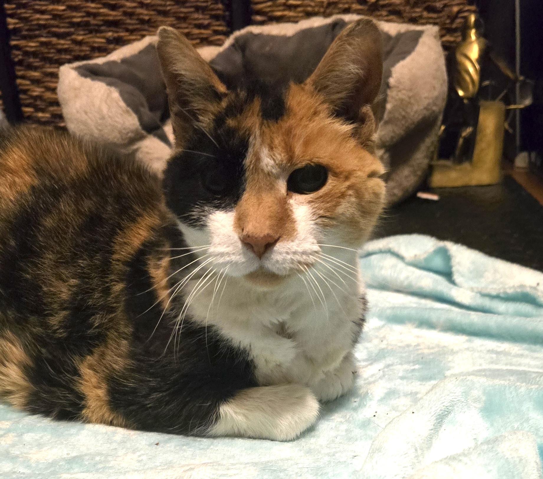 Helen, ADOPTABLE, Senior Female Domestic Short Hair.