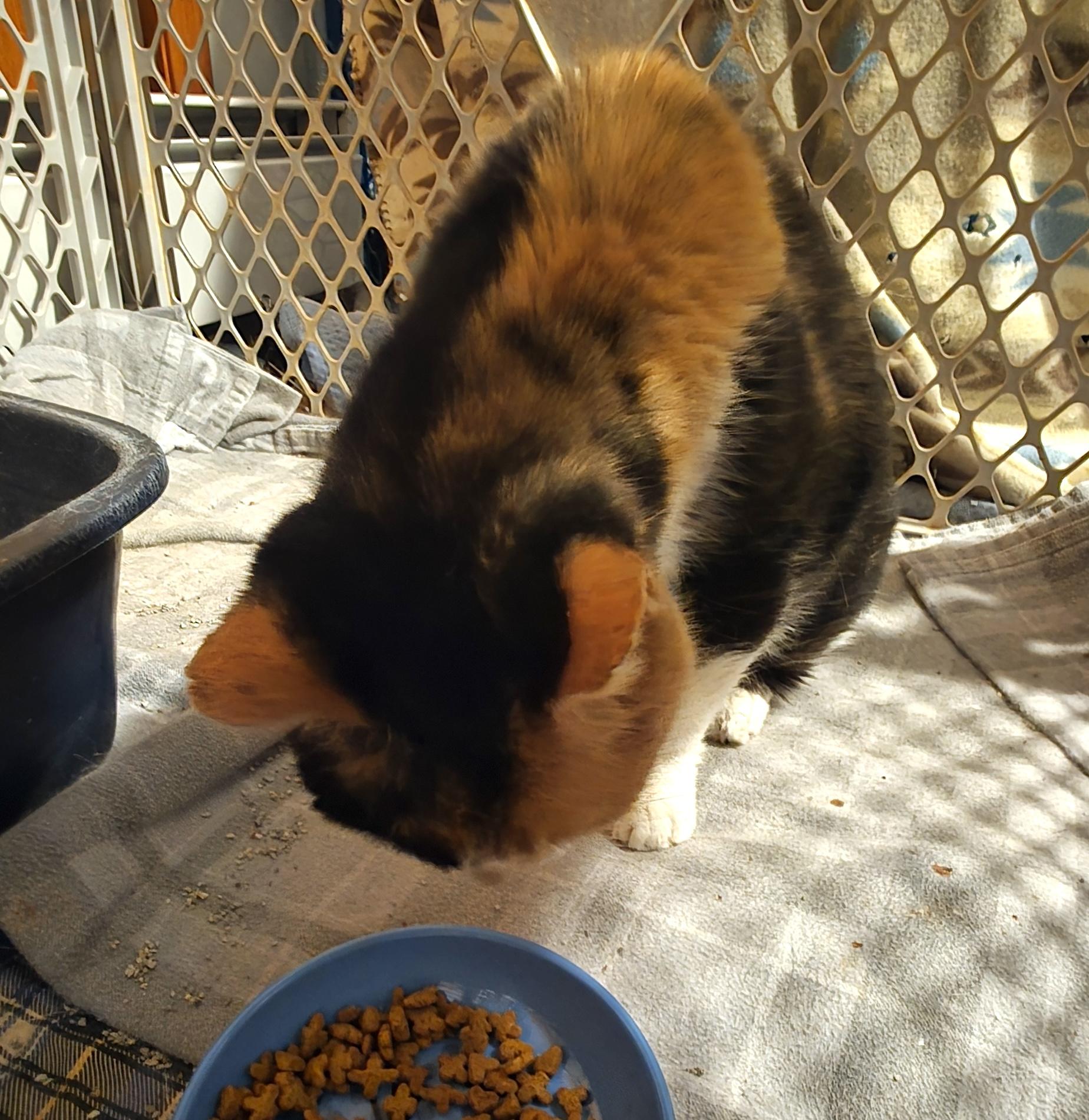 Enlarge Helen, a ADOPTABLE mixed breed in Schenectady, NY image 4/5