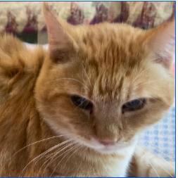 Enlarge Pumpkin, a Adoptable Domestic Short Hair in Kansas City, MO image 1/2