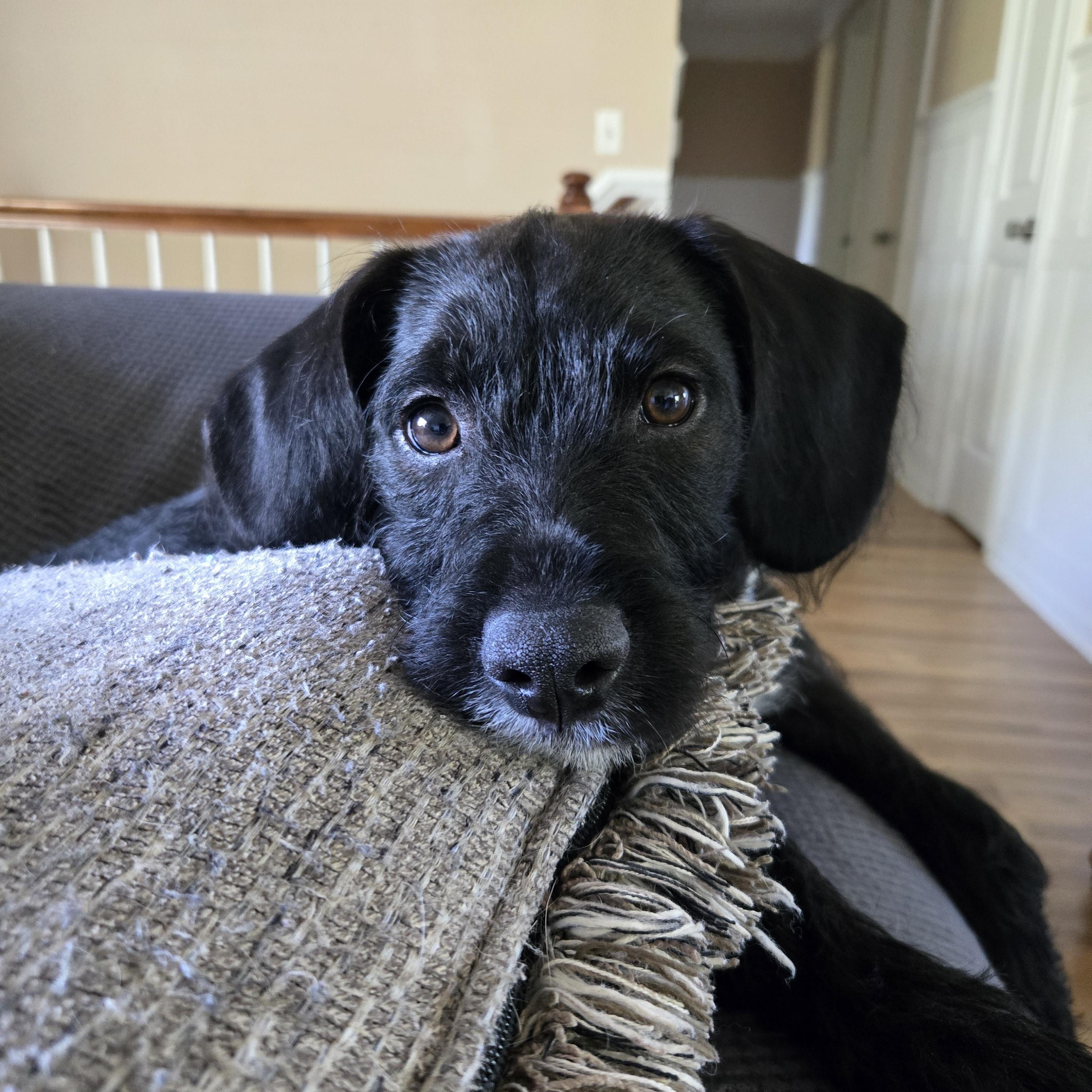 Marvin, Adoptable, Puppy Male Beagle & Terrier.