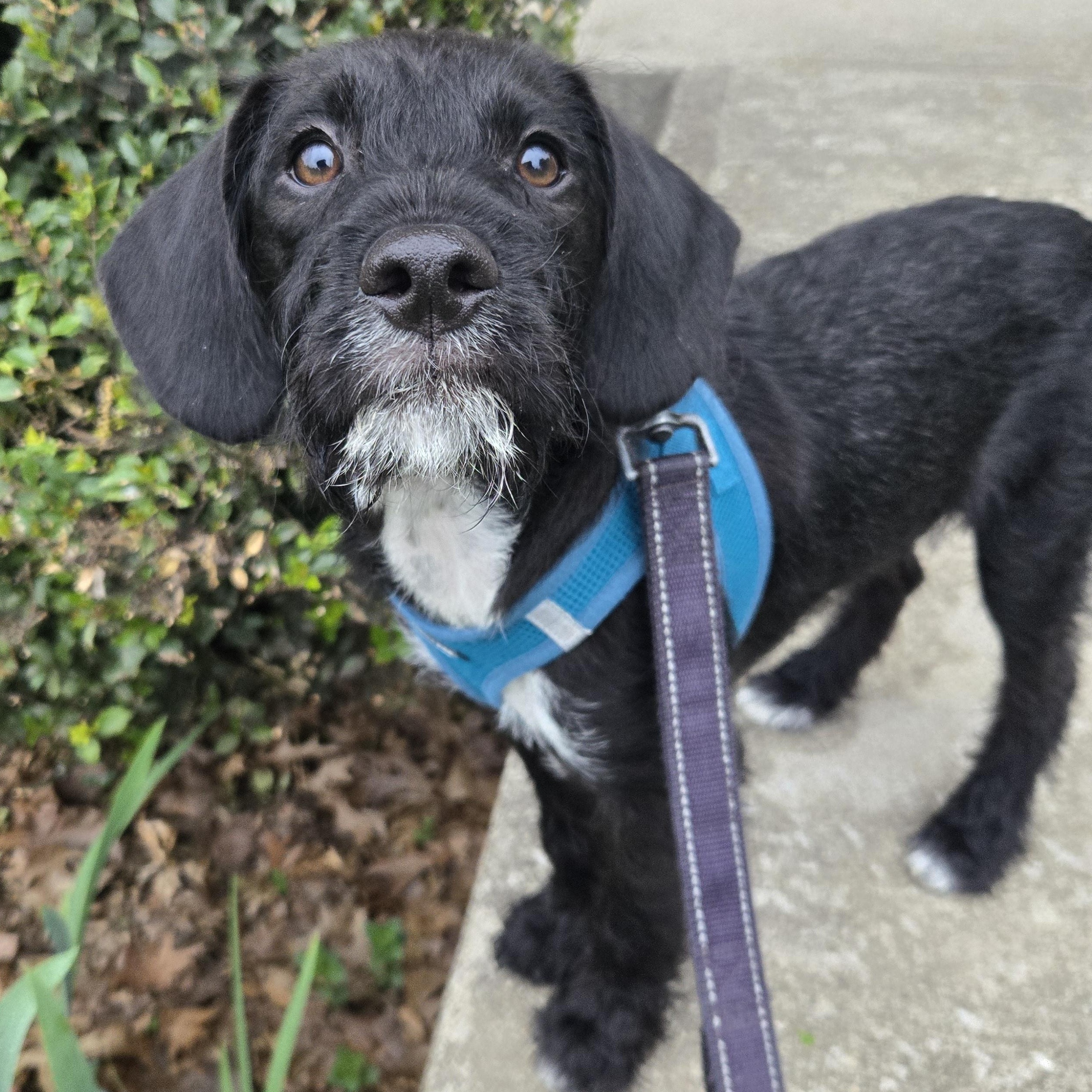 Enlarge Marvin, a Adoptable mixed breed in Richmond, KY image 2/6