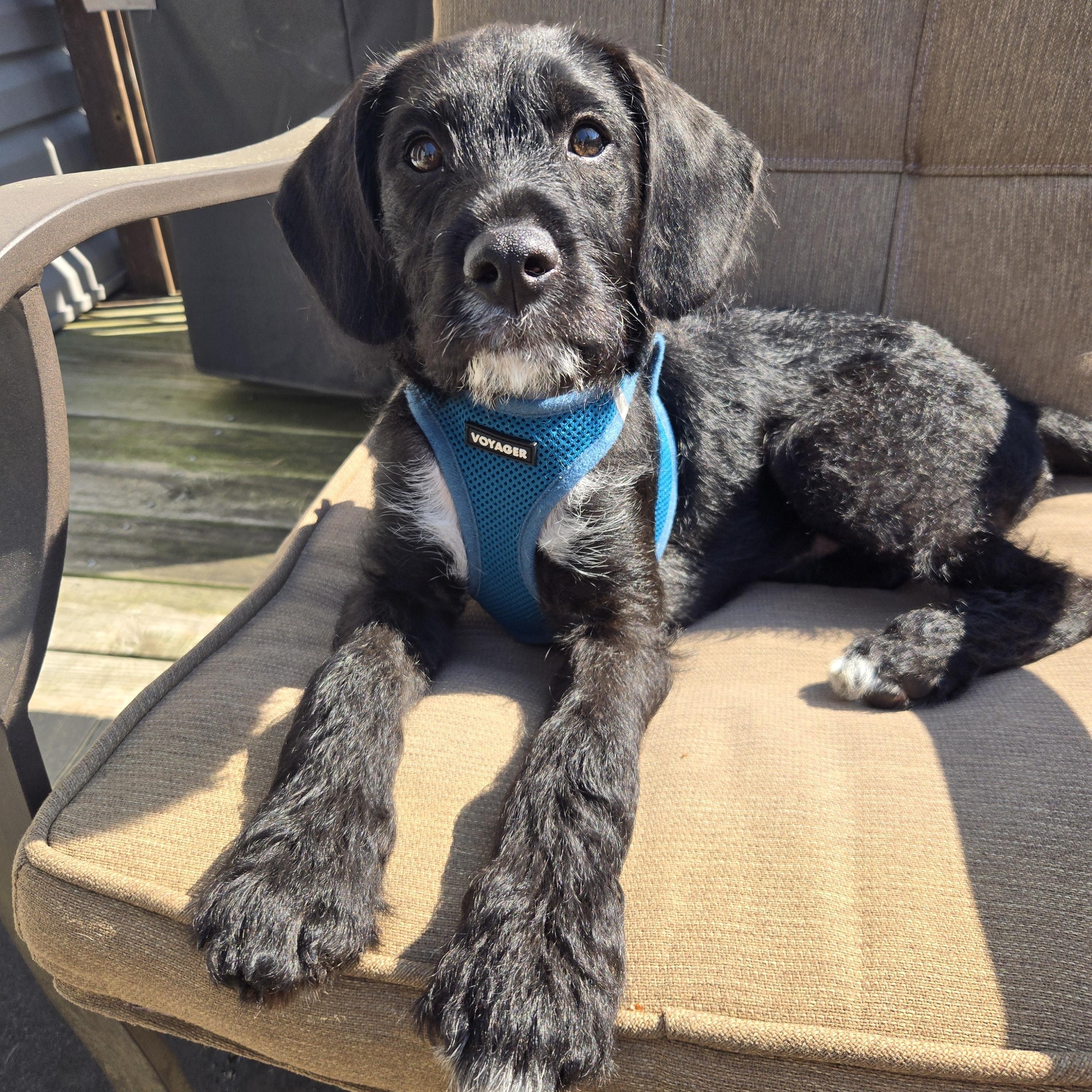 Enlarge Marvin, a Adoptable mixed breed in Richmond, KY image 3/6