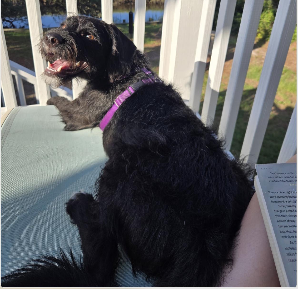 Enlarge Marvin, a Adoptable mixed breed in Richmond, KY image 5/6