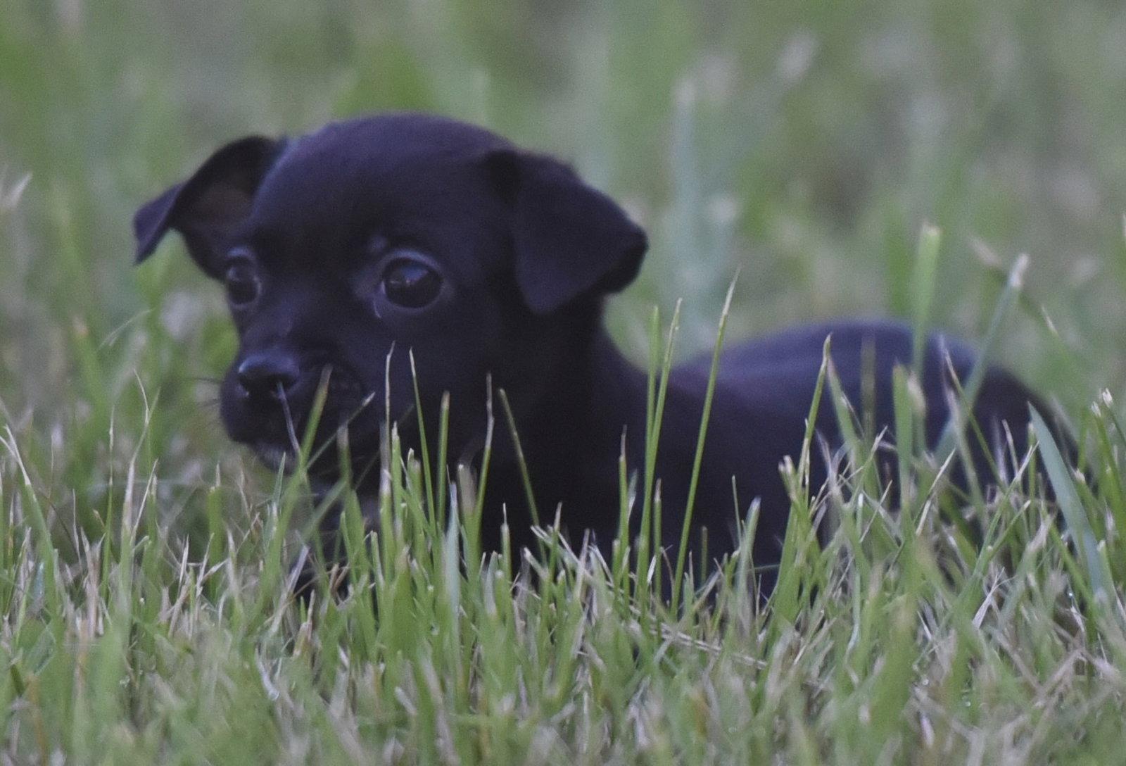 Tamsin, Adopted, Puppy Female Chihuahua.