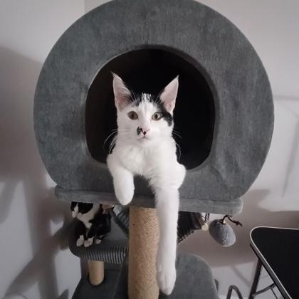 Pella, Adoptable, Kitten Male Domestic Short Hair.