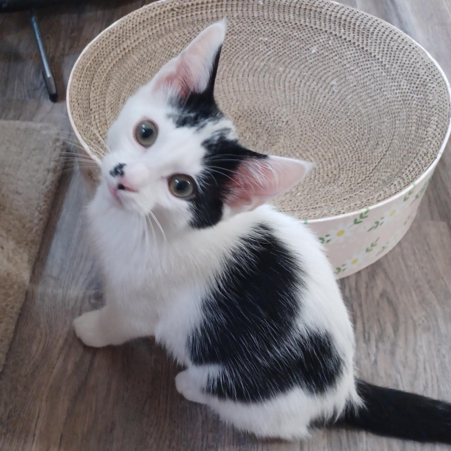 Enlarge Pella, a Adoptable Domestic Short Hair in Rochester, MN image 2/2