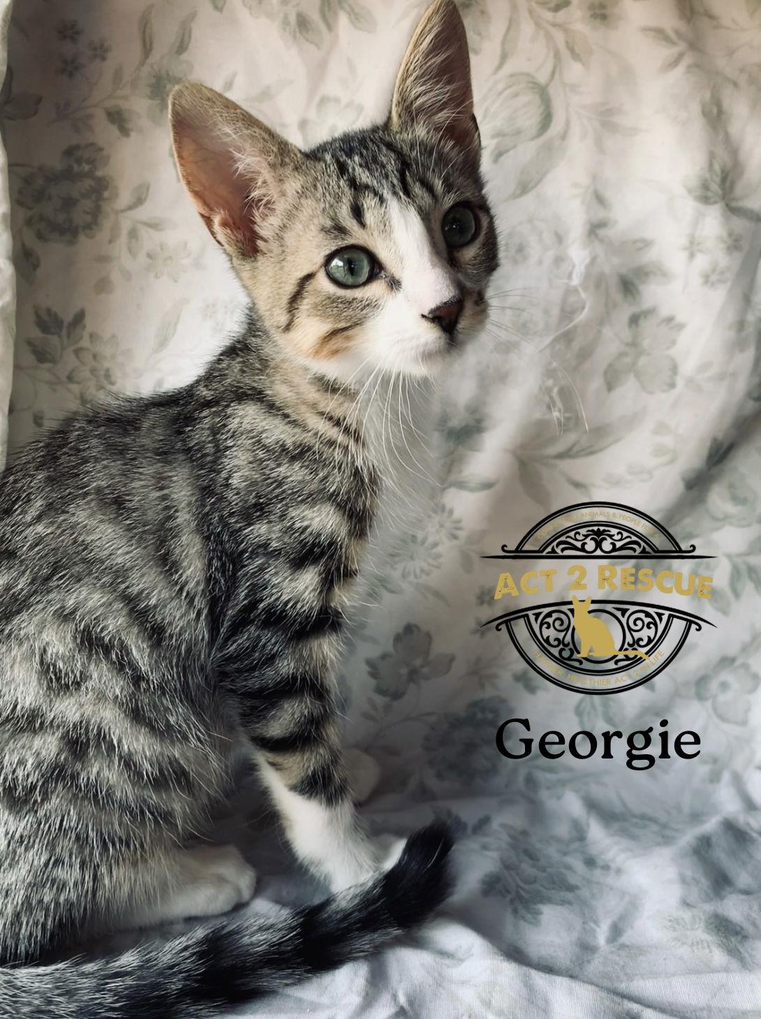 Georgie, a Adoptable Domestic Short Hair in Riverside, CA image 1/2