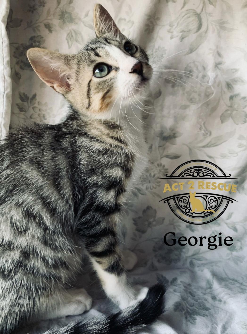 Georgie, a Adoptable Domestic Short Hair in Riverside, CA image 2/2