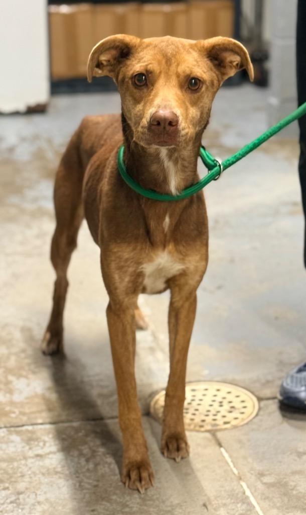 Zora, Adoptable, Adult Female Vizsla.