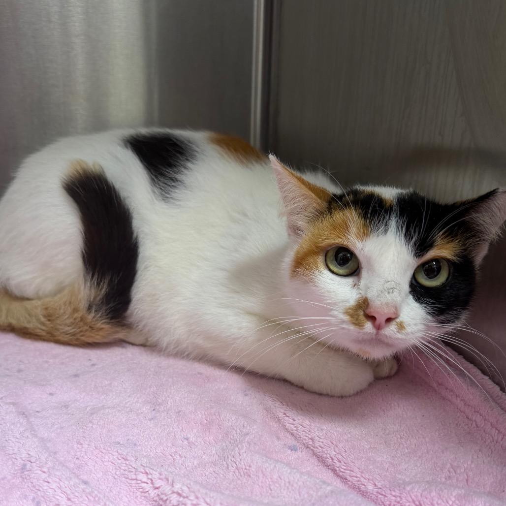 Moxie, Adoptable, Senior Female Domestic Short Hair.