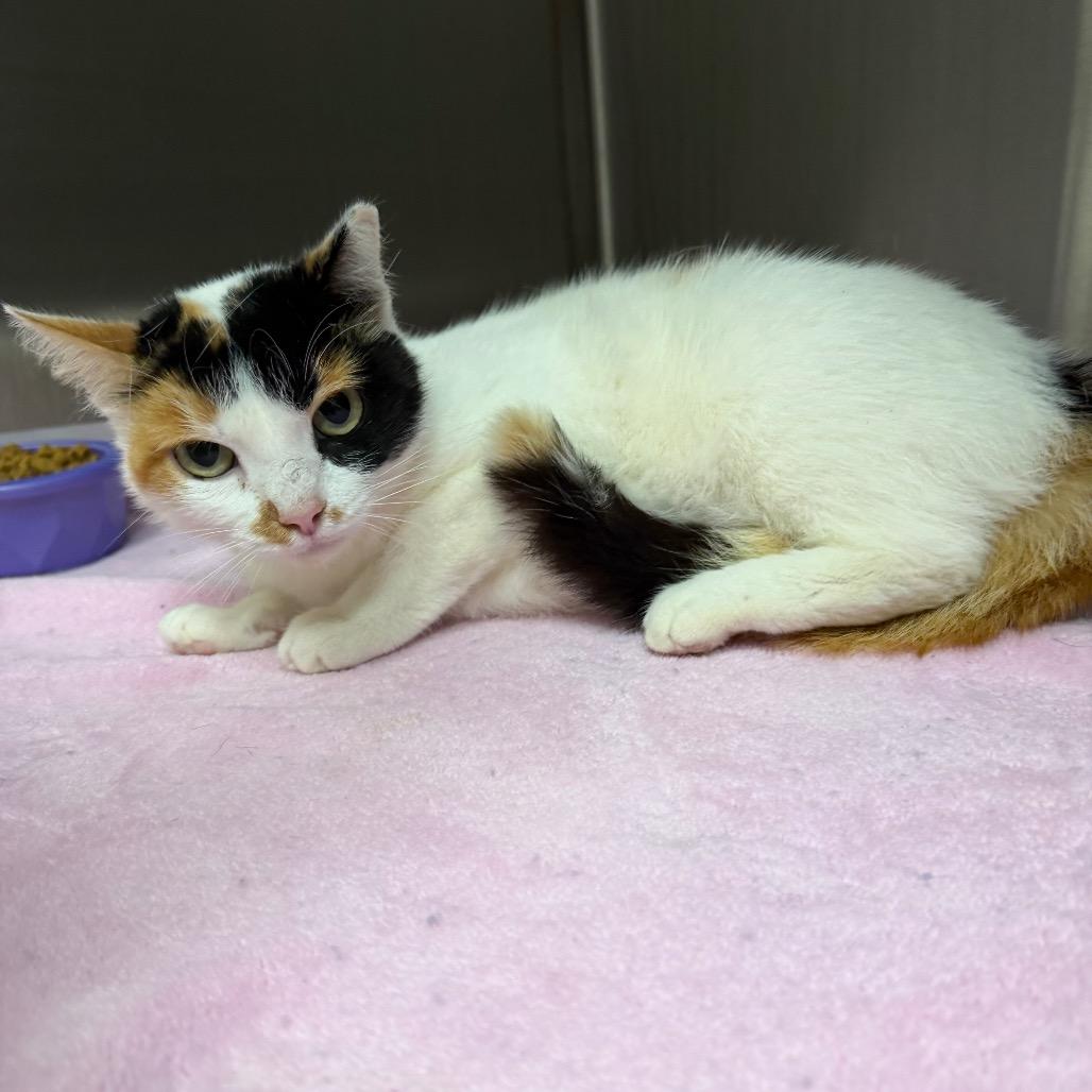 Moxie, a Adoptable Domestic Short Hair in Bryan, TX image 2/5