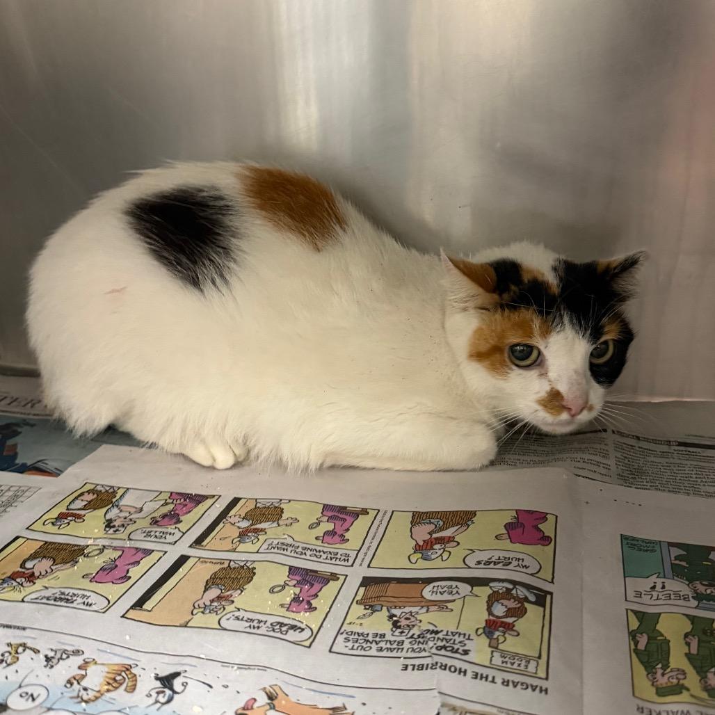 Moxie, Adoptable, Senior Female Domestic Short Hair.