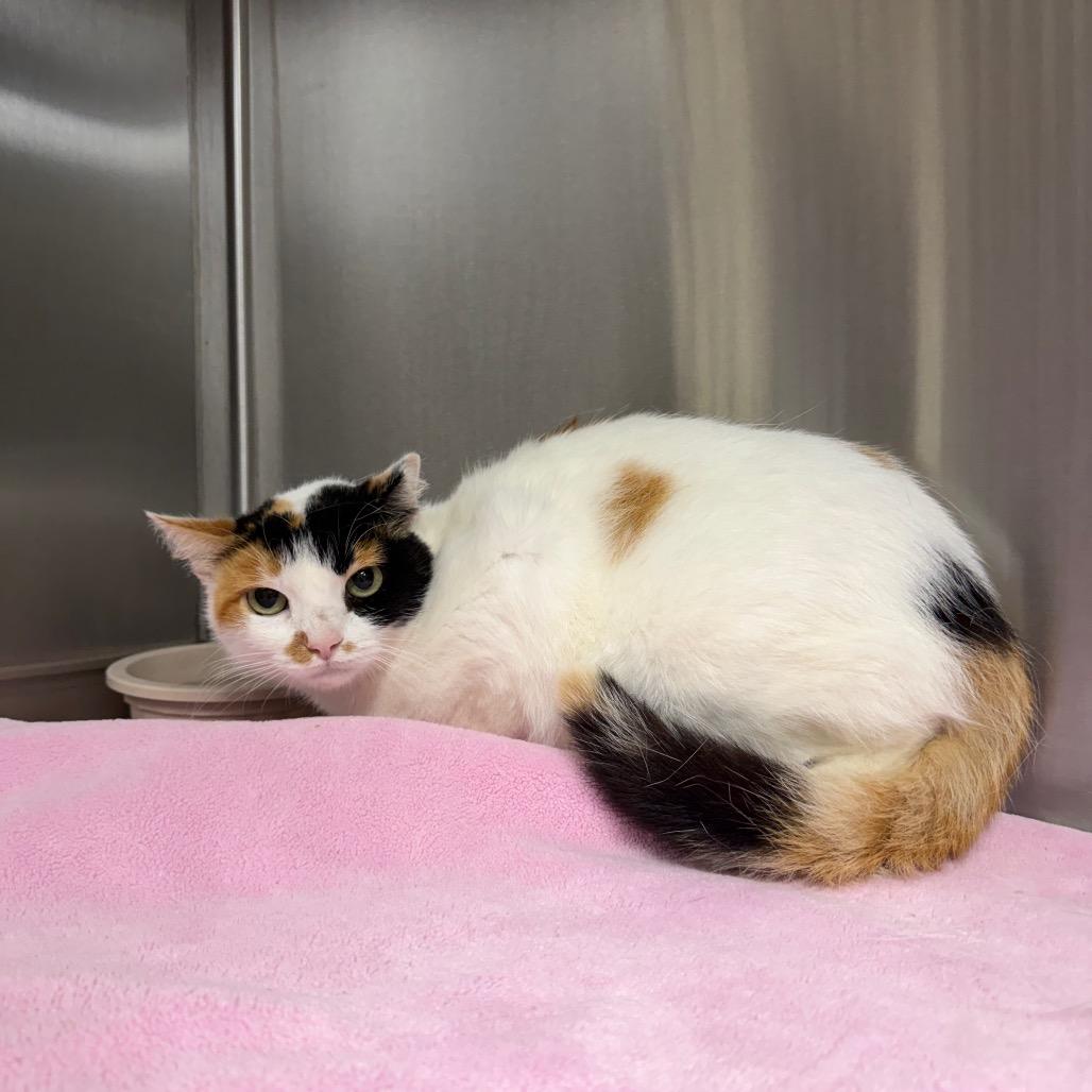 Moxie, a Adoptable Domestic Short Hair in Bryan, TX image 3/5