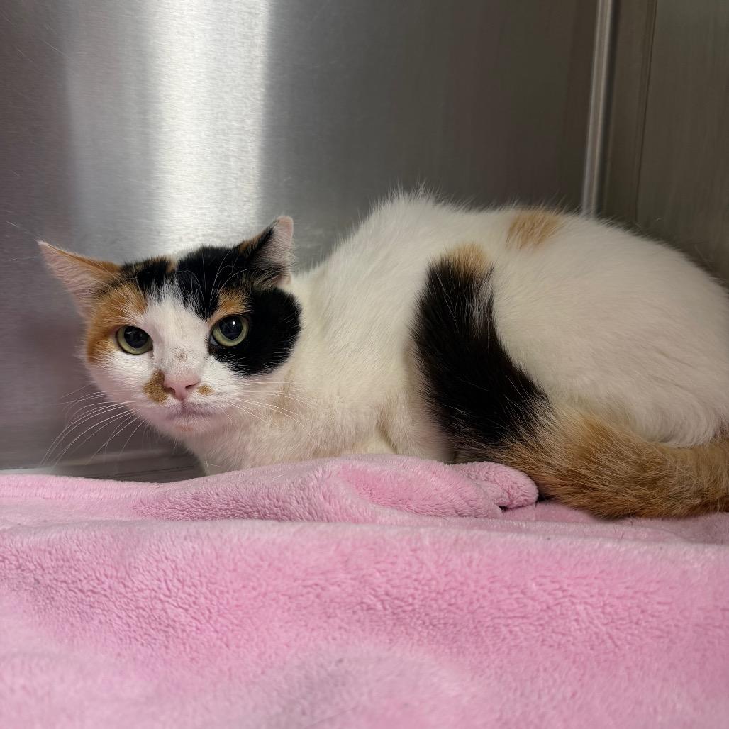 Moxie, a Adoptable Domestic Short Hair in Bryan, TX image 4/5