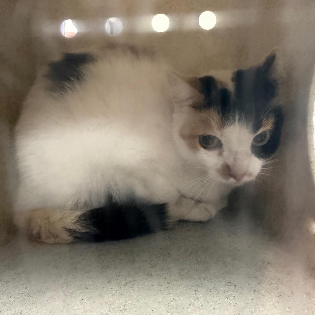 Enlarge Moxie, a Adoptable Domestic Short Hair in Bryan, TX image 2/2