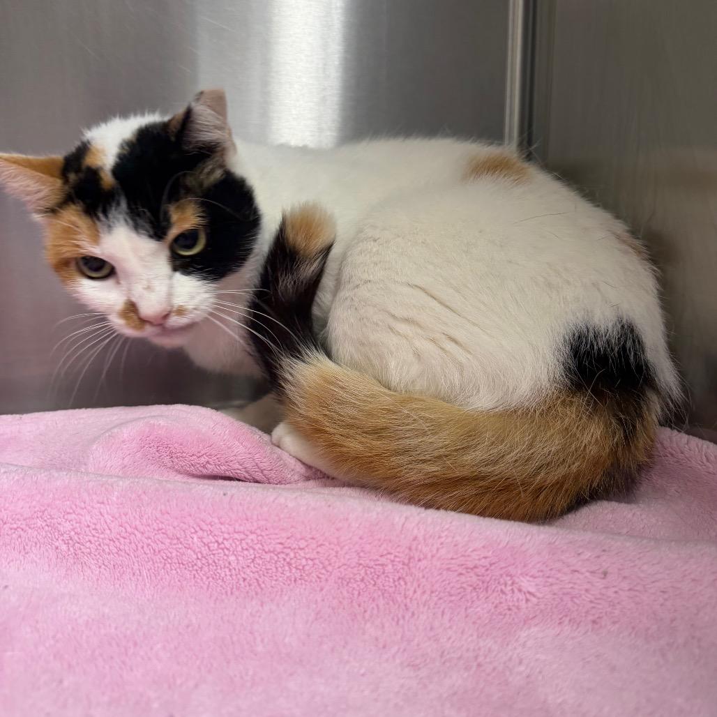 Moxie, a Adoptable Domestic Short Hair in Bryan, TX image 5/5