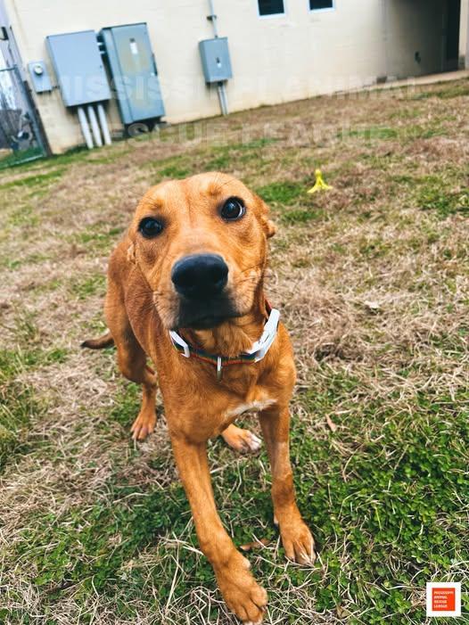 Sister, ADOPTABLE, Young Female Terrier.