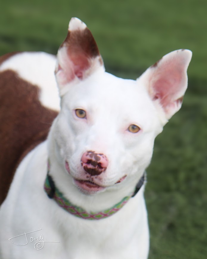 Juniper, a Adoptable mixed breed in Jackson, MS image 1/4