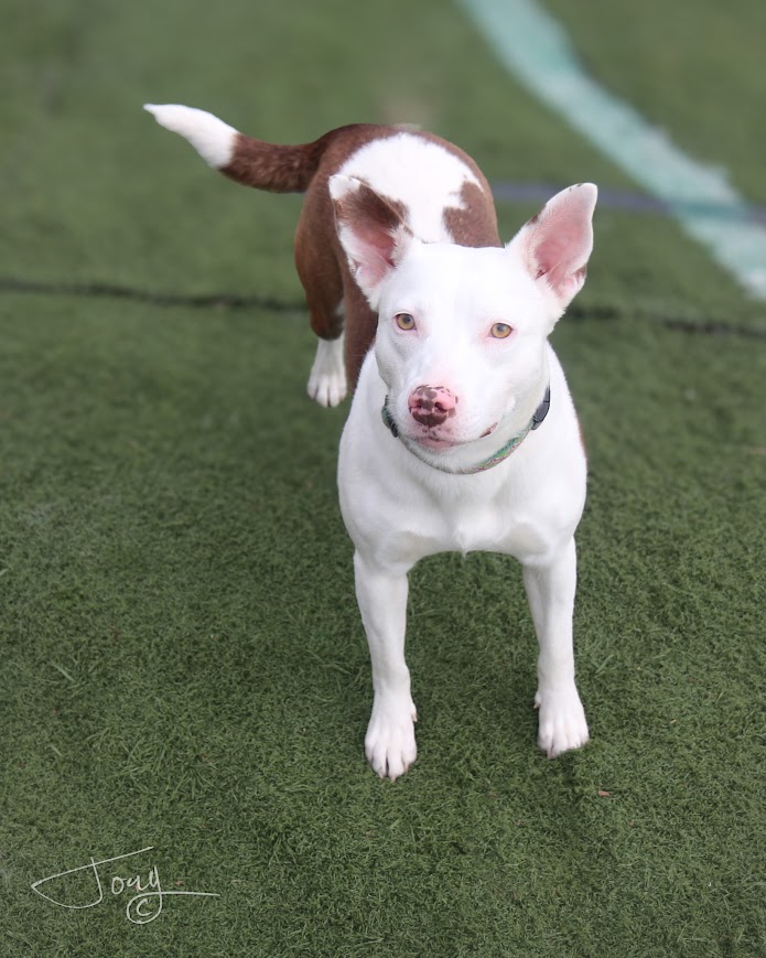 Juniper, a Adoptable mixed breed in Jackson, MS image 2/4