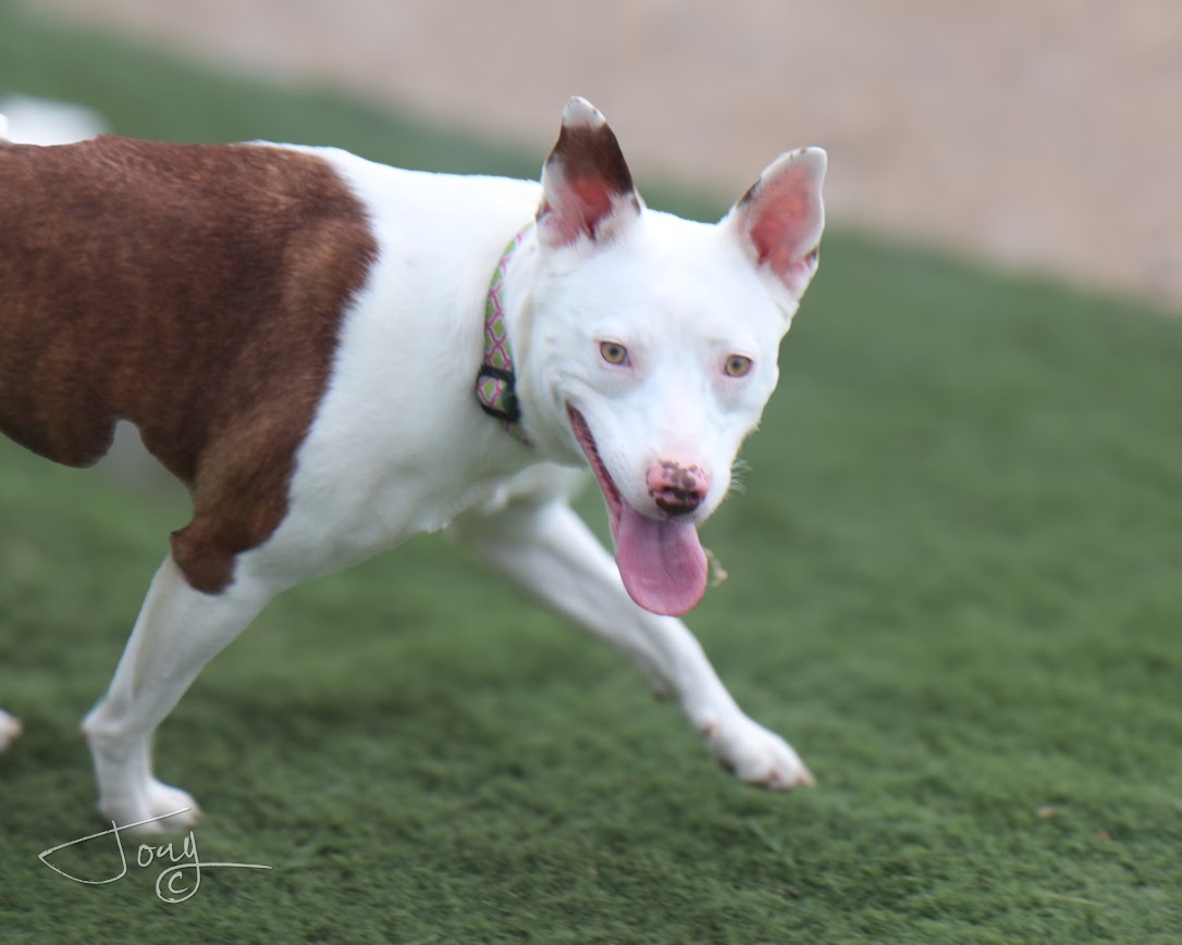 Juniper, a Adoptable mixed breed in Jackson, MS image 4/4