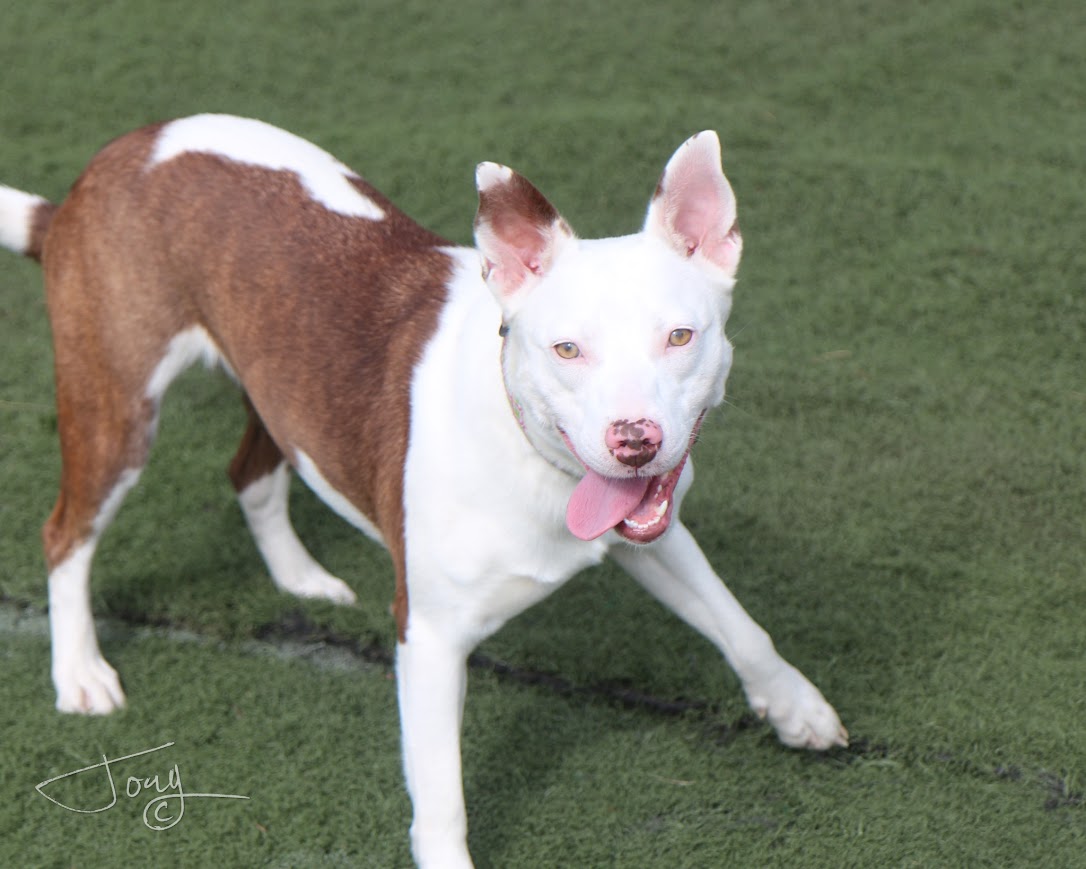 Juniper, a Adoptable mixed breed in Jackson, MS image 3/4