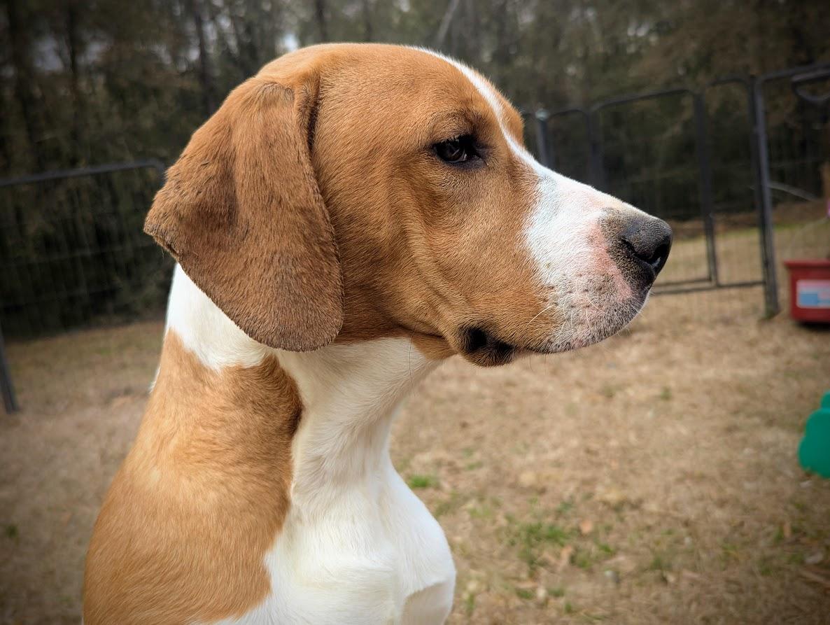 GOOSE — thumbnail 2