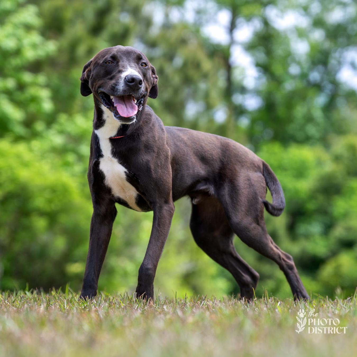 Gator, Adoptable, Young Male Terrier.