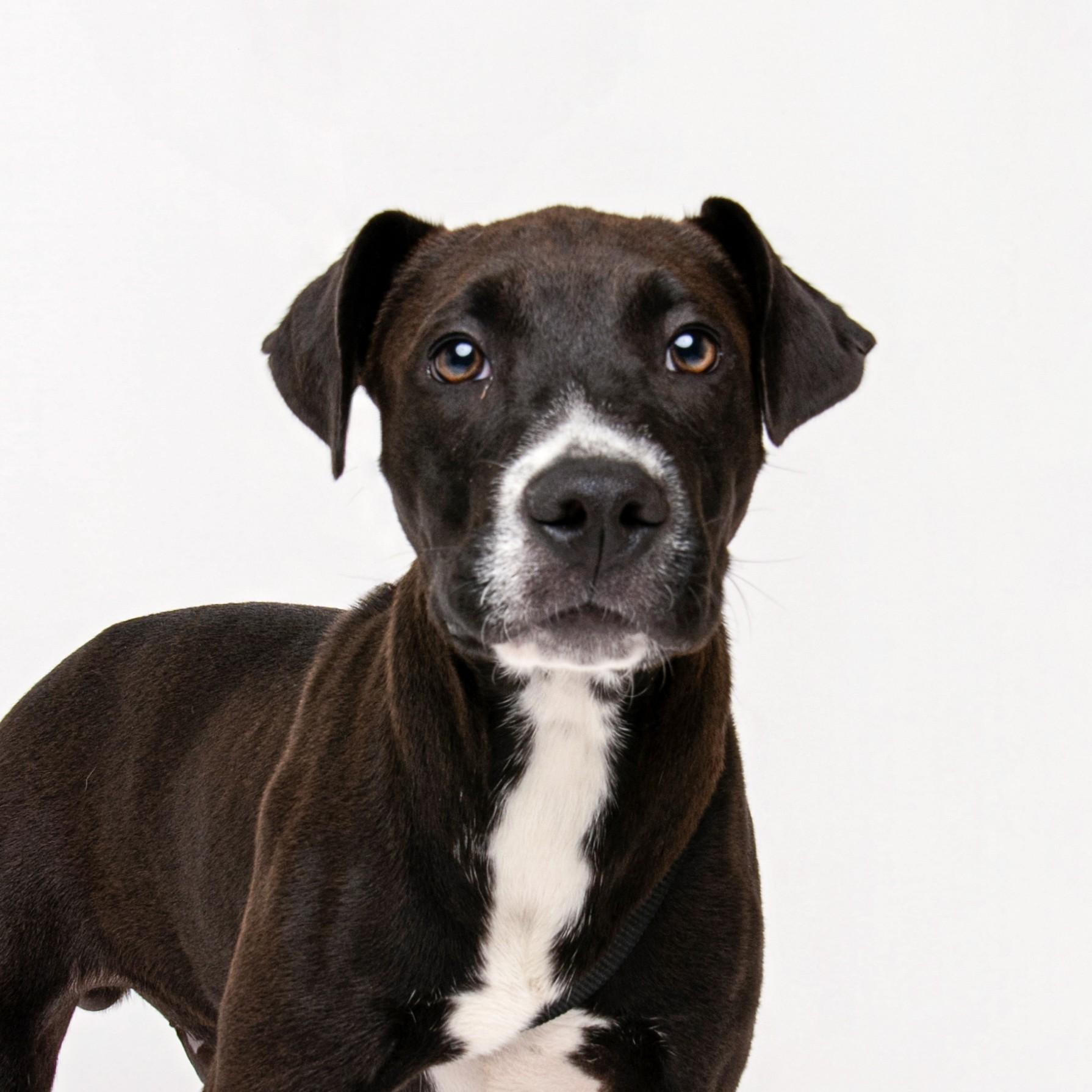 Enlarge Gator, a Adoptable mixed breed in Winnabow, NC image 2/4