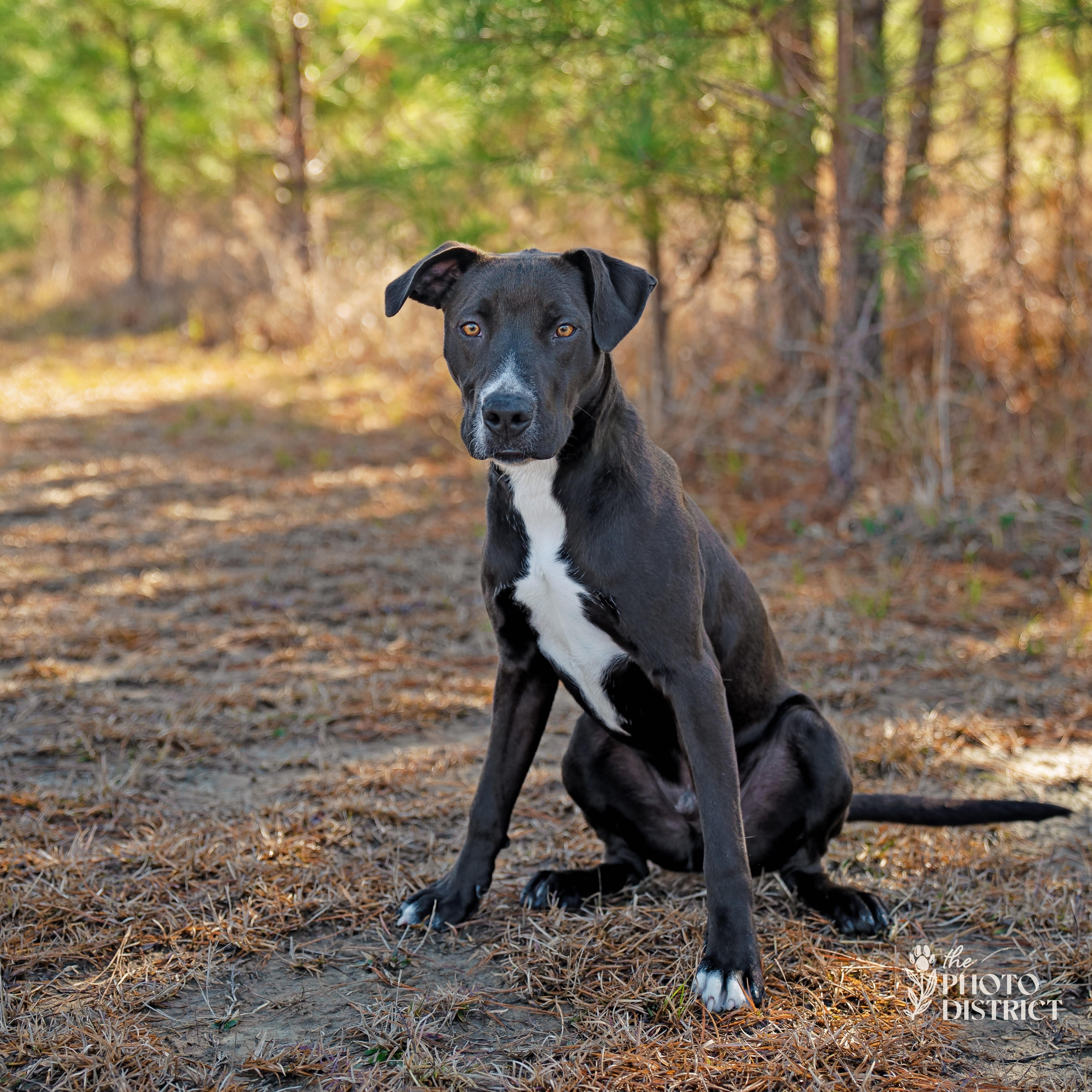Gator, Adoptable, Young Male Terrier.