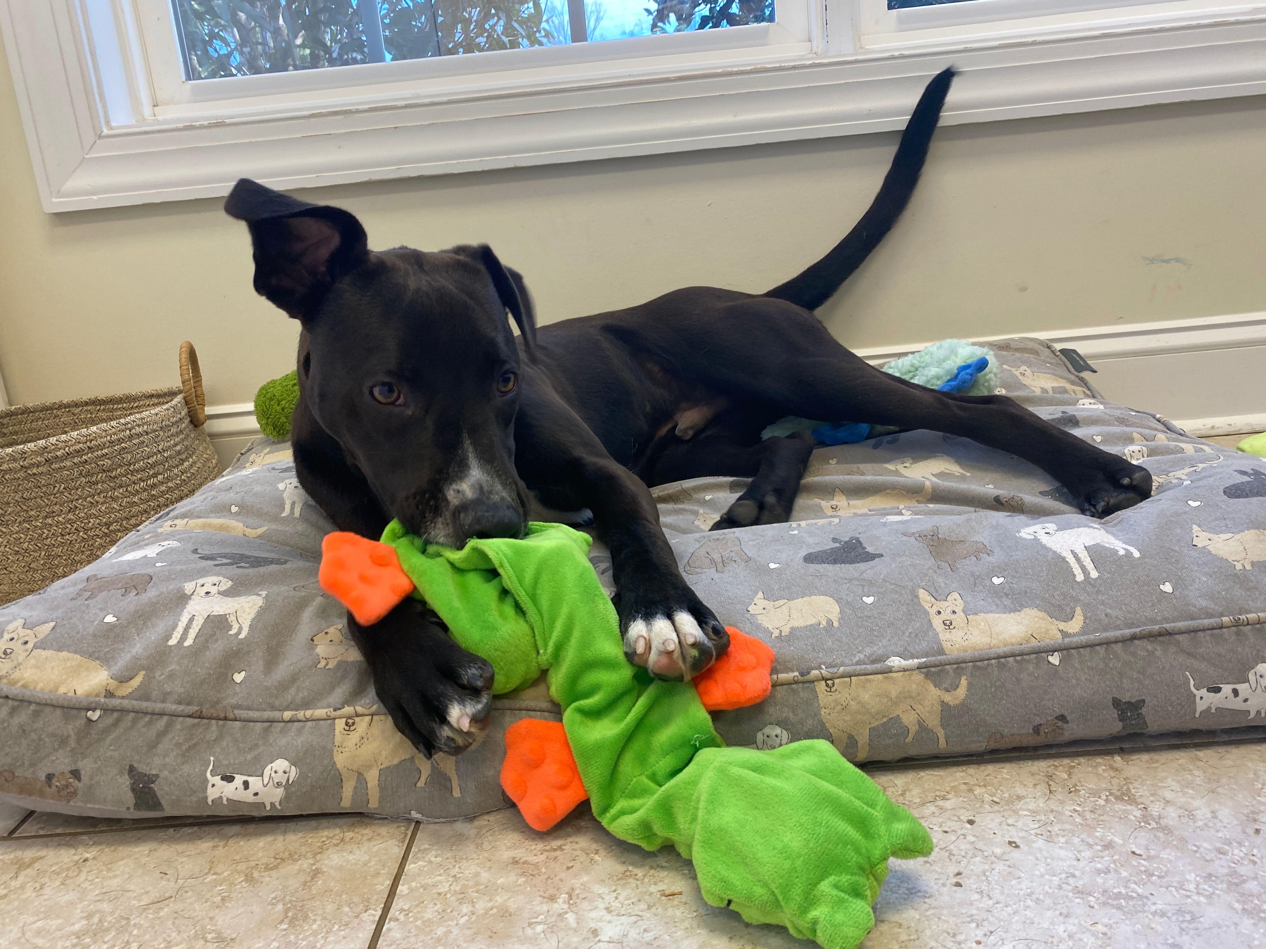 Enlarge Gator, a Adoptable mixed breed in Winnabow, NC image 2/3