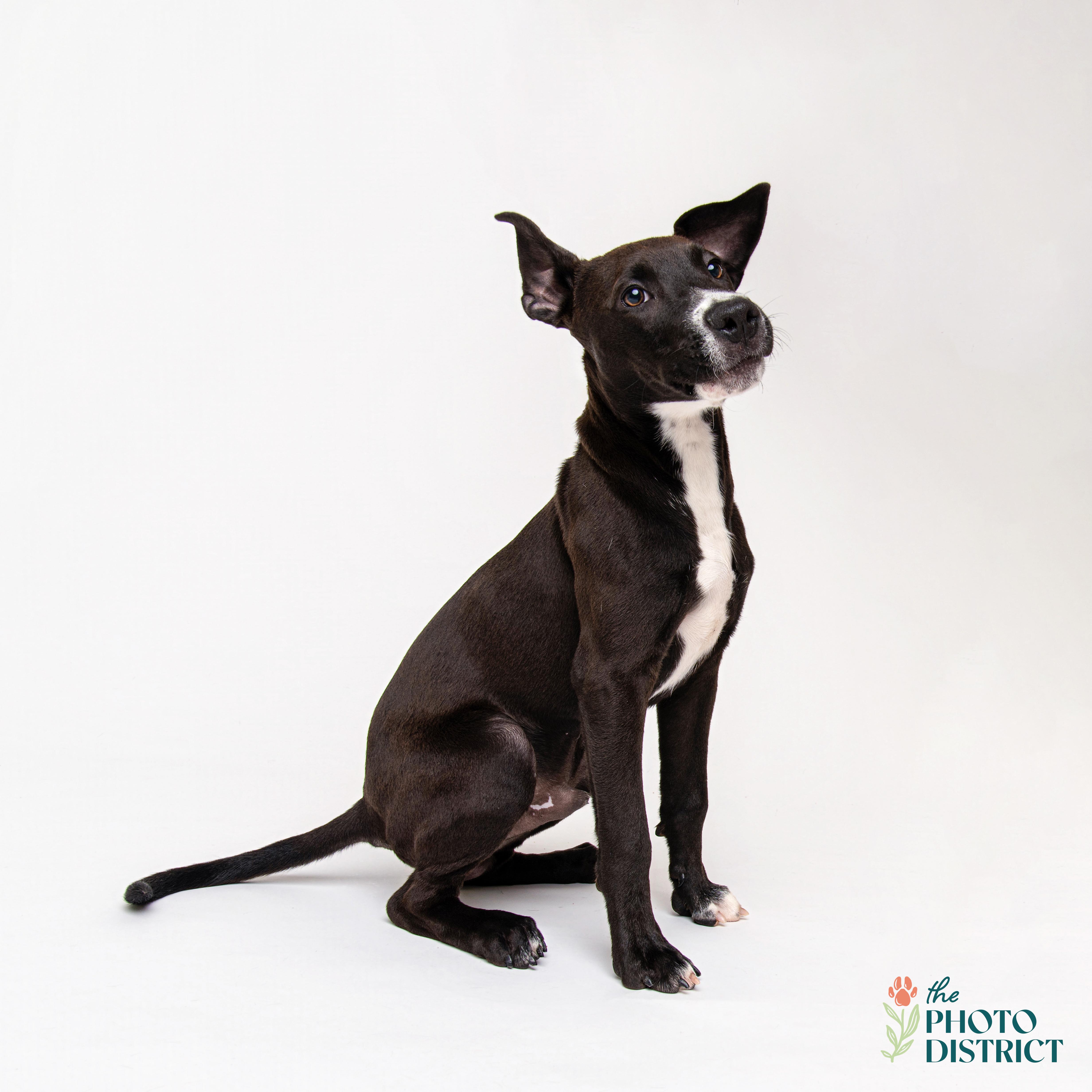 Enlarge Gator, a Adoptable mixed breed in Winnabow, NC image 3/4