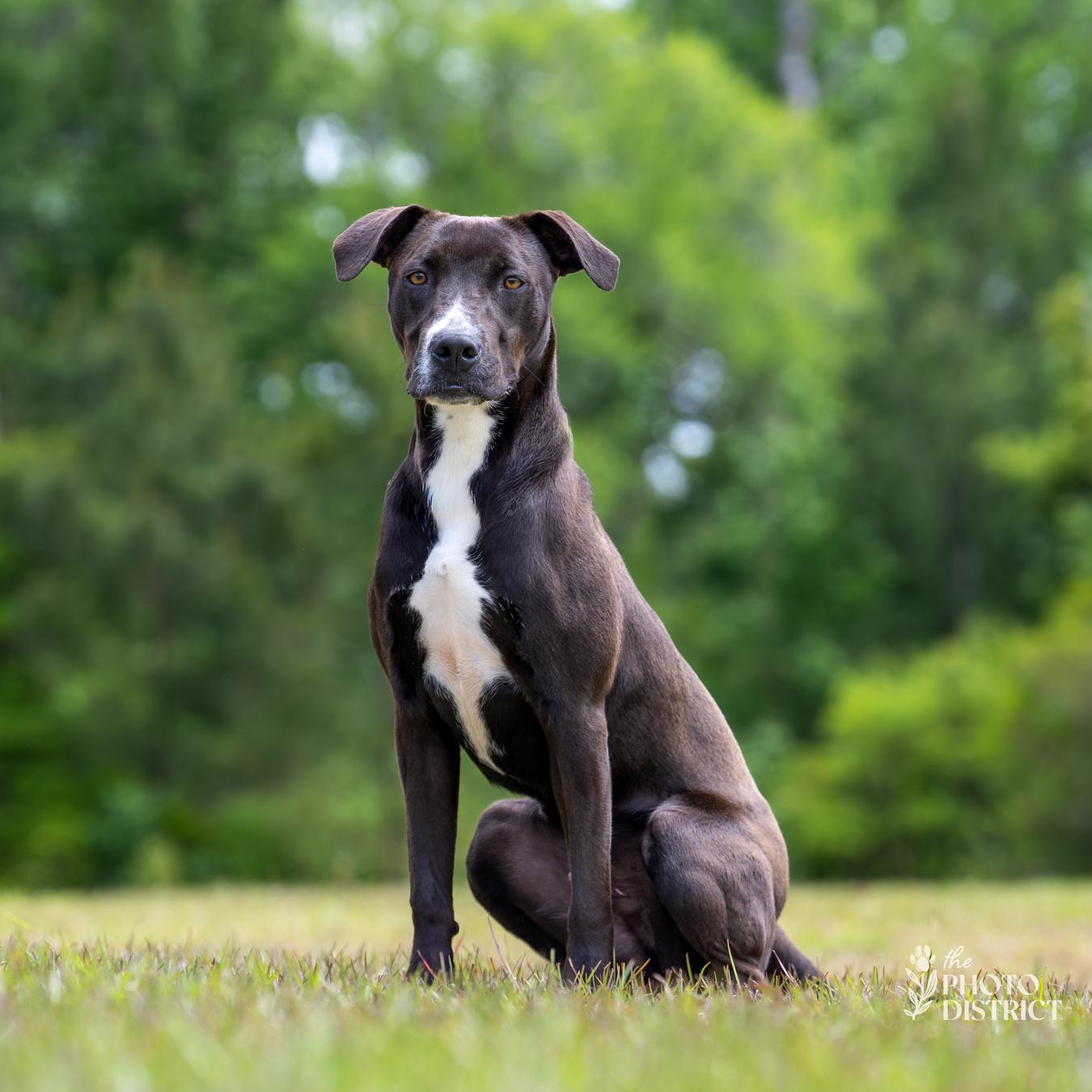 Gator, a Adoptable mixed breed in Winnabow, NC image 4/6