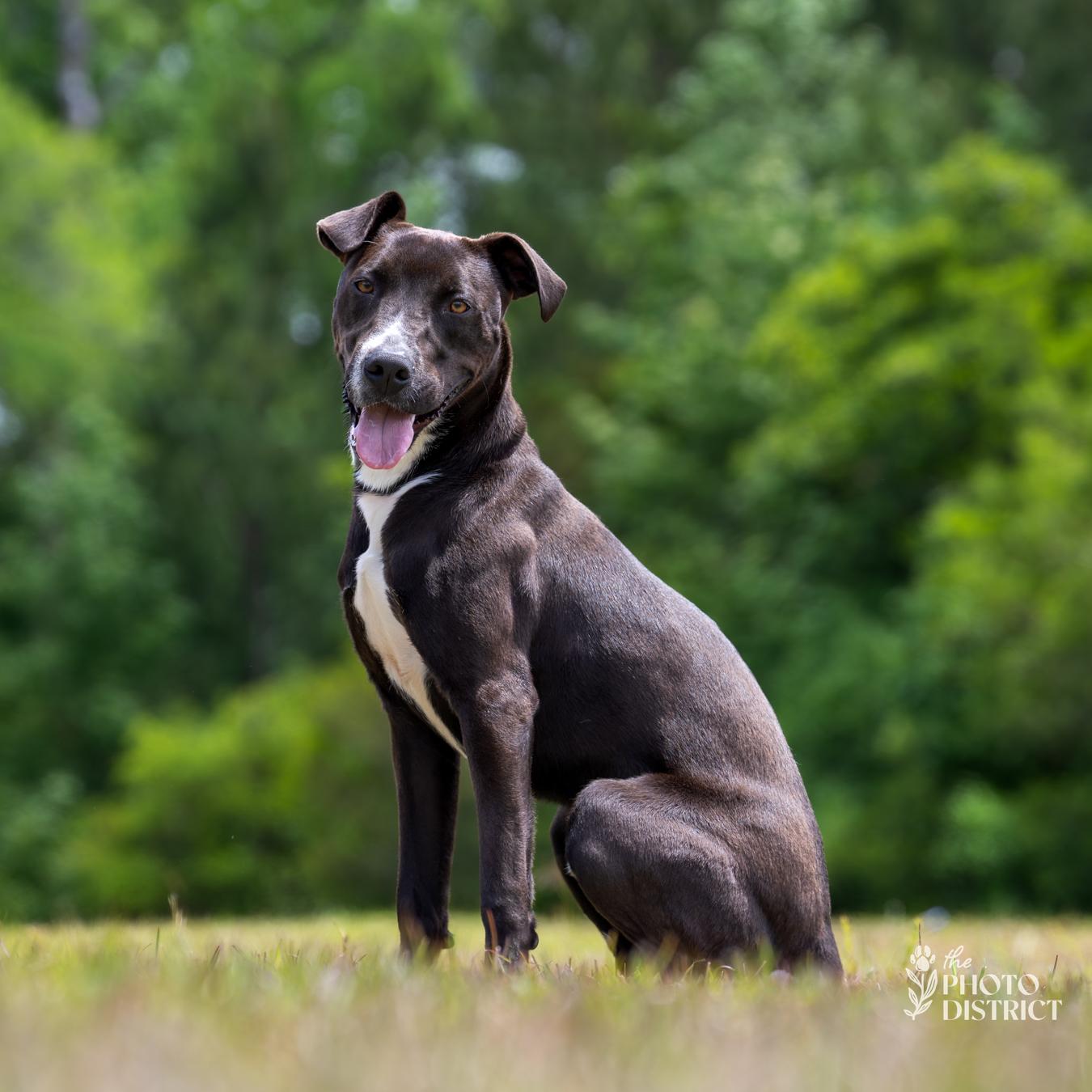 Gator, a Adoptable mixed breed in Winnabow, NC image 5/6