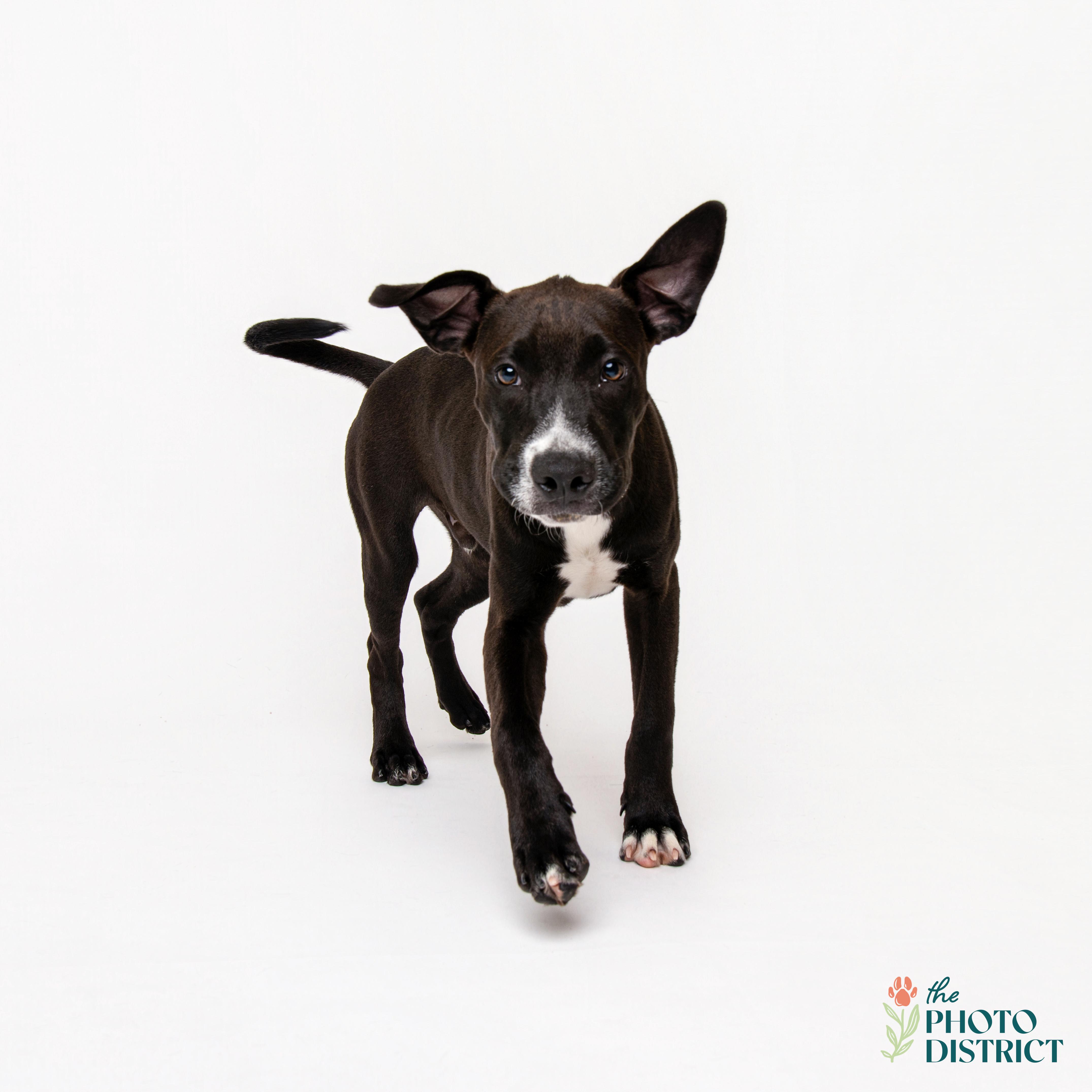 Enlarge Gator, a Adoptable mixed breed in Winnabow, NC image 3/3