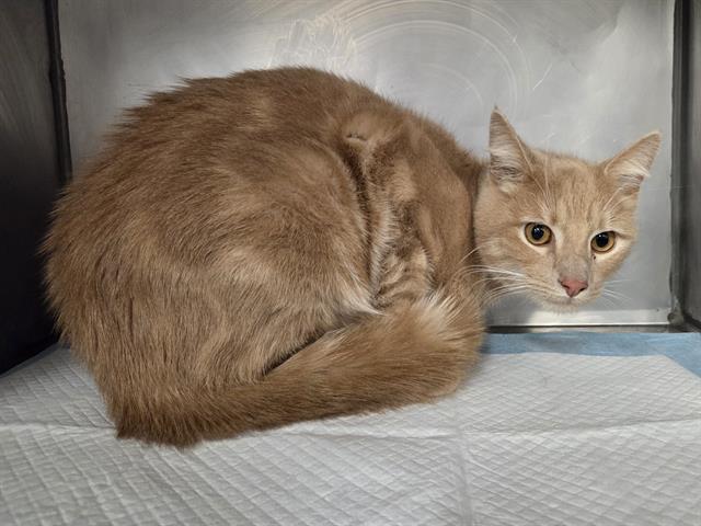 Enlarge BLONDIE, a Adoptable Domestic Short Hair in Panama City, FL image 1/1