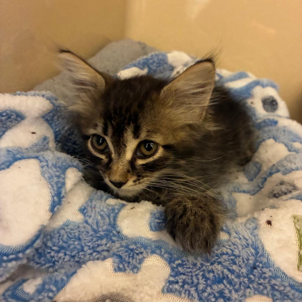 Johnny Appleseed, ADOPTABLE, Kitten Male Domestic Long Hair.